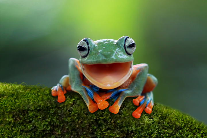 a frog that appears to be smiling